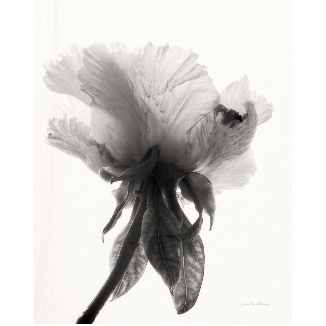 Translucent Peony VII - BW -Paper Art-22&quotx26"