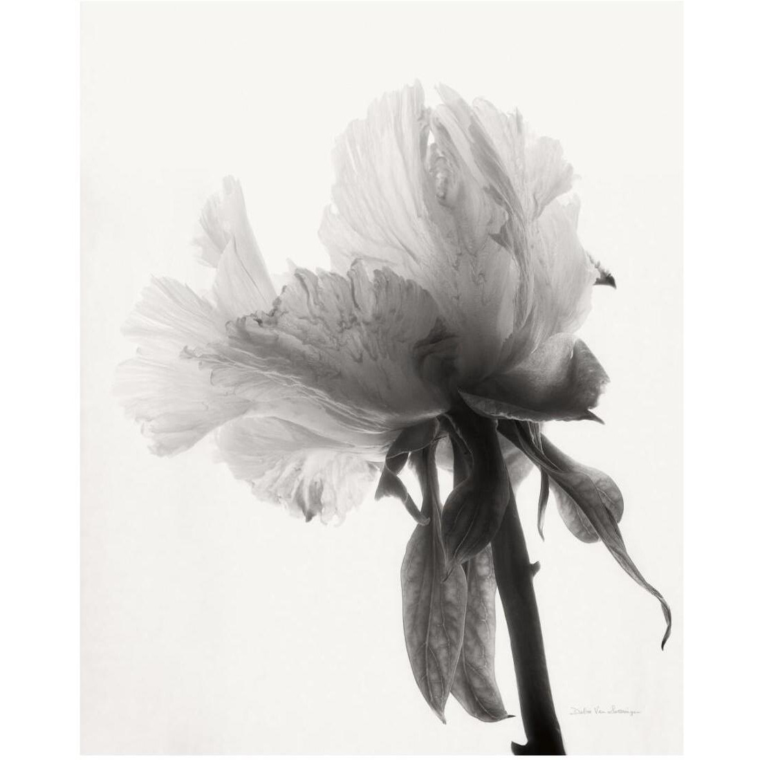 Translucent Peony VIII - BW -Paper Art-18&quotx22"