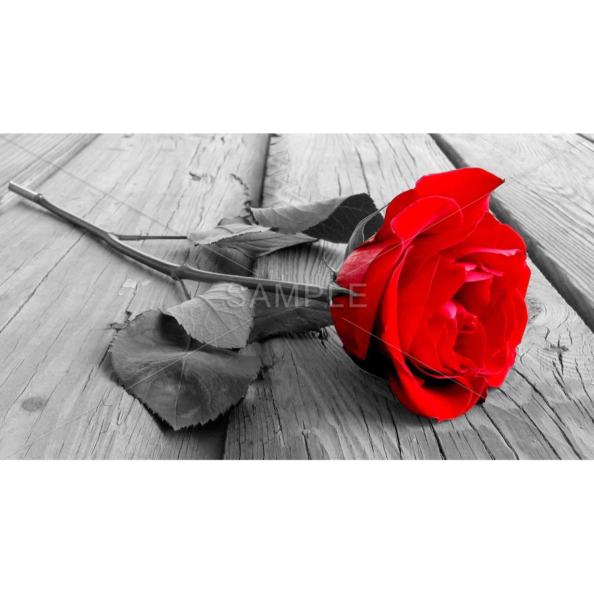 Black and Red Rose - Framed Print on canvas by Begin Edition