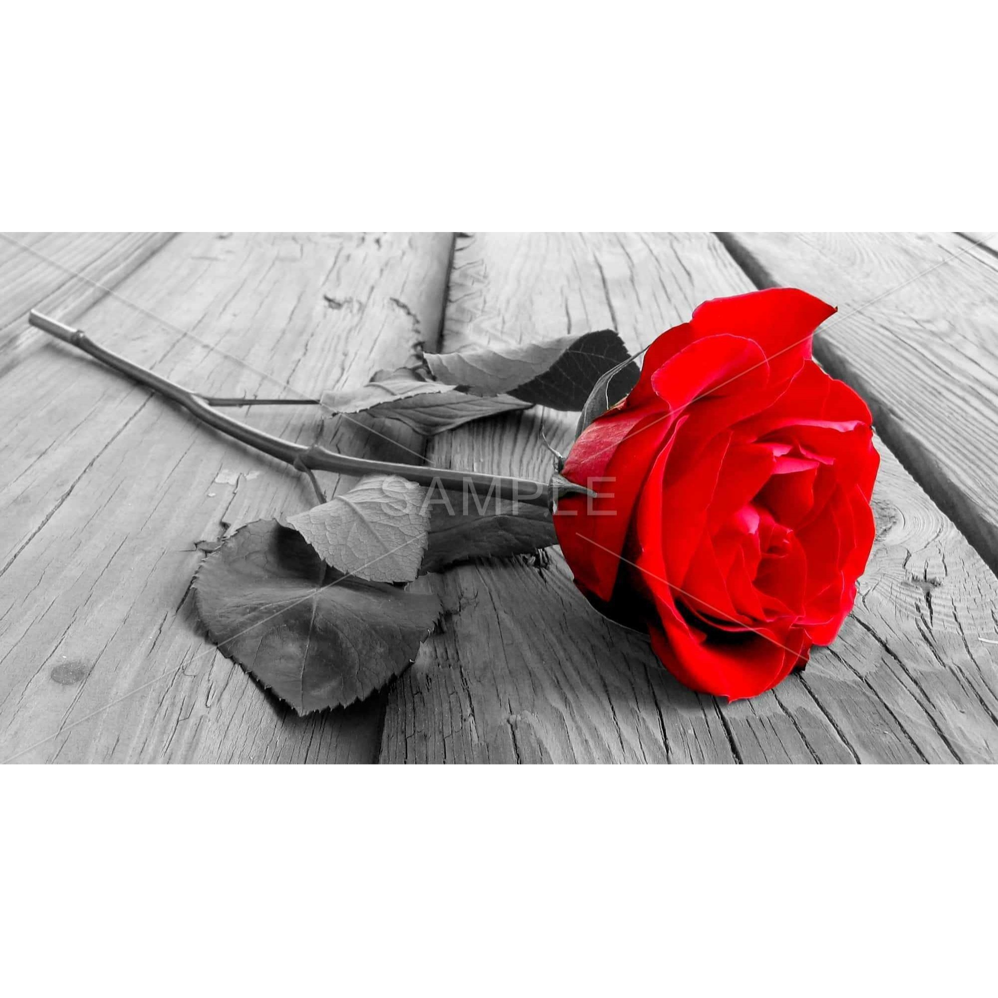 Black and Red Rose - Framed Print on canvas by Begin Edition
