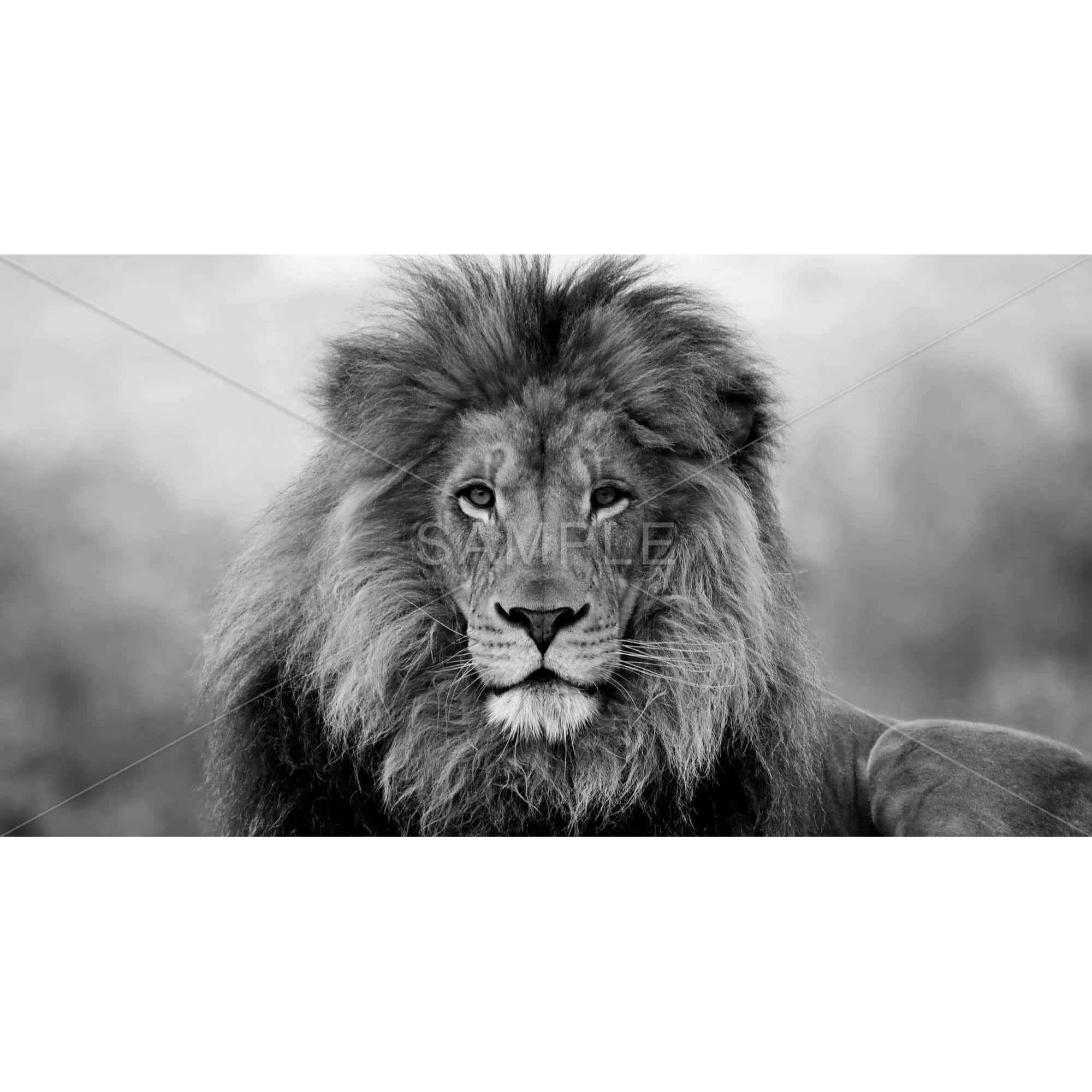 Black And White Lion - Print on canvas by Begin Edition