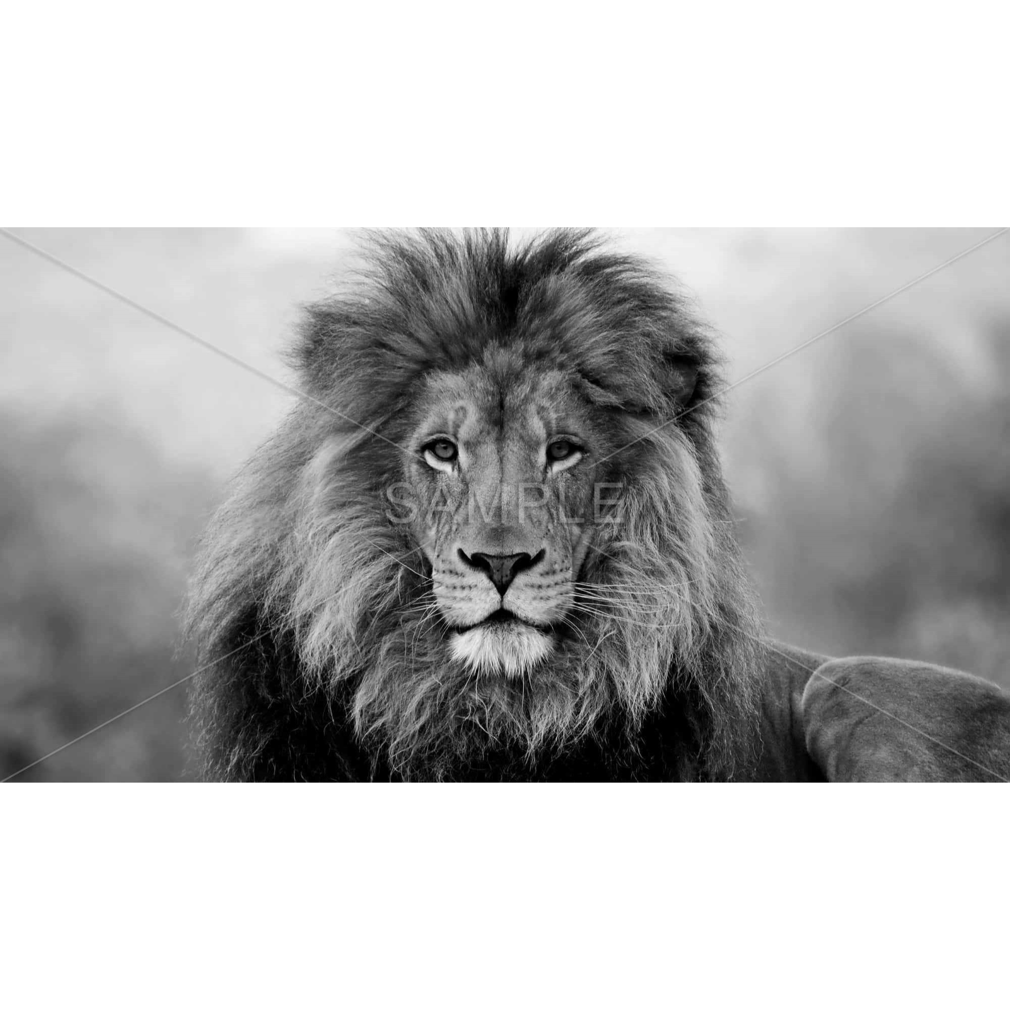 Black And White Lion - Framed Print on canvas by Begin Edition