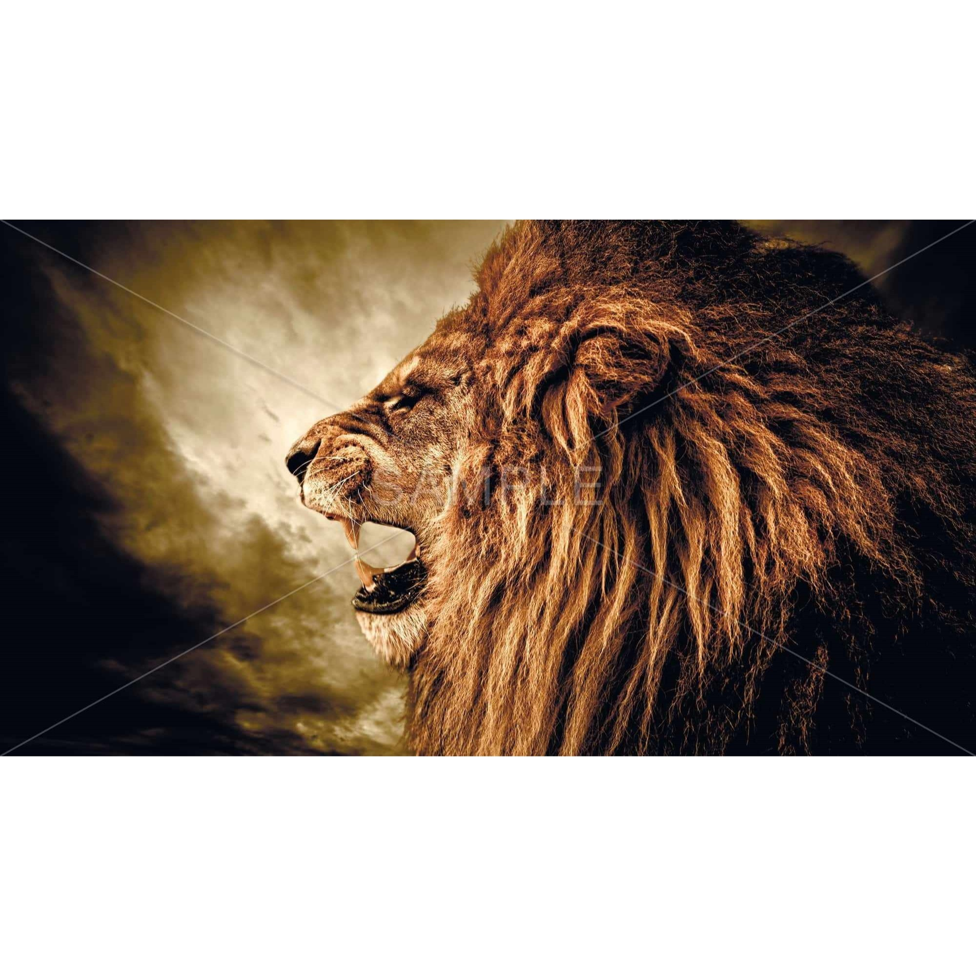 Fierce Lion - Limited Edition - Framed Print on canvas by Begin Edition