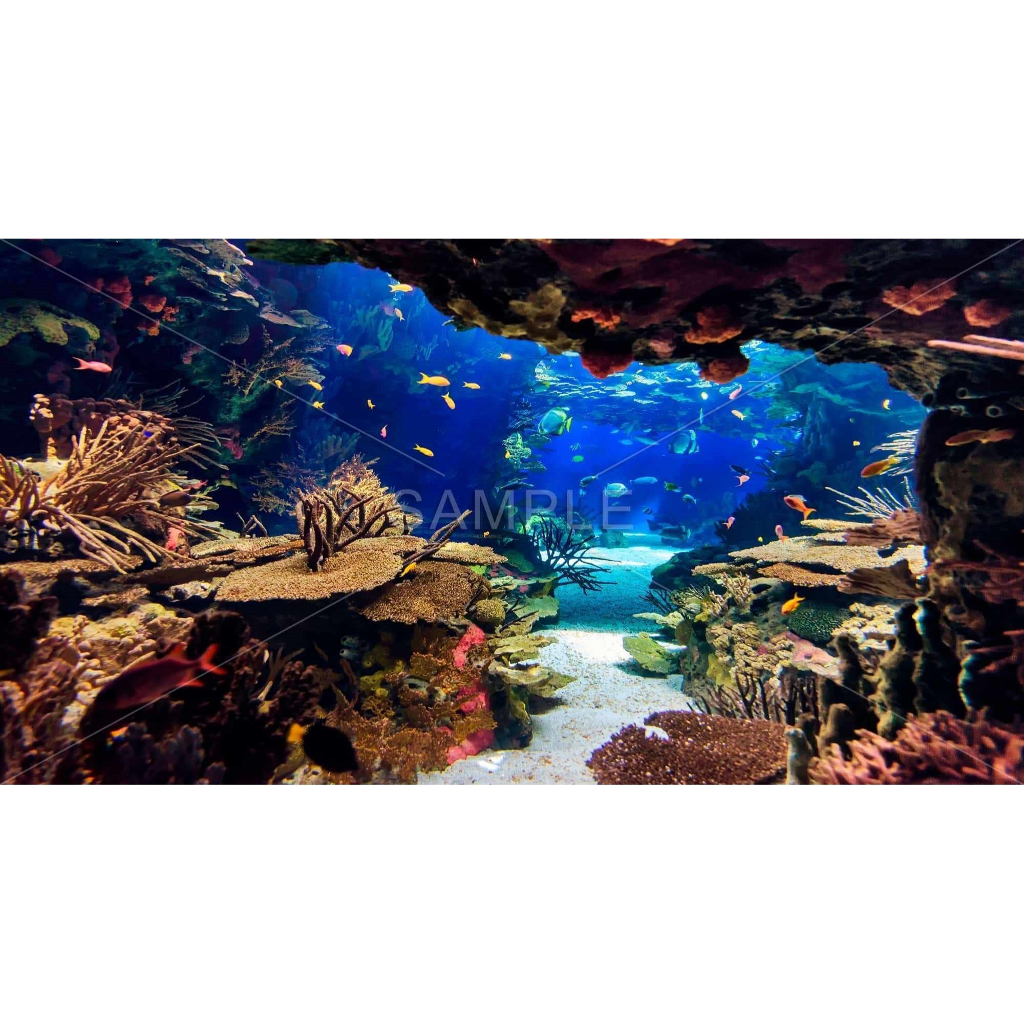 Undersea World - Framed Print on canvas by Begin Edition