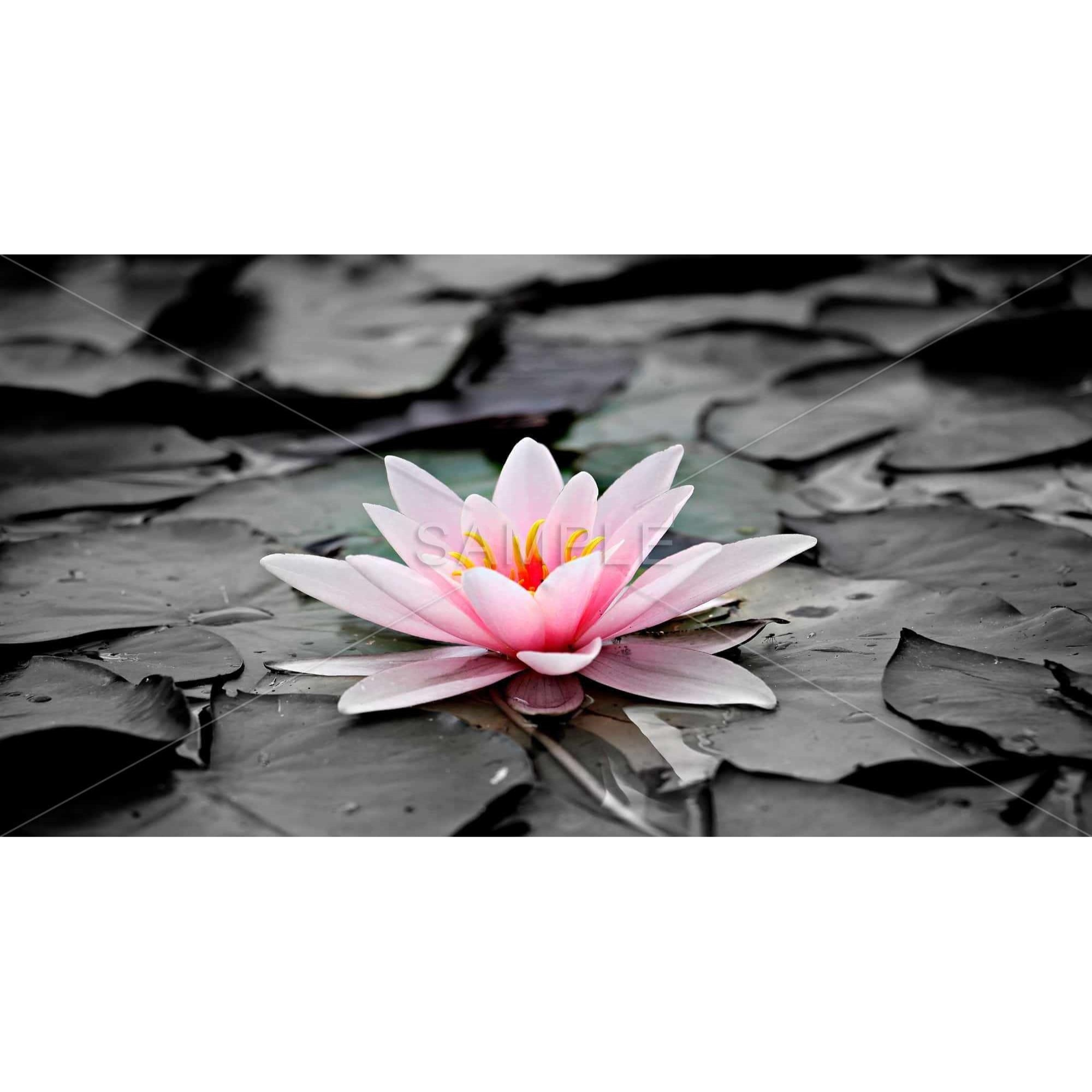 Water Lily - Print on canvas by Begin Edition