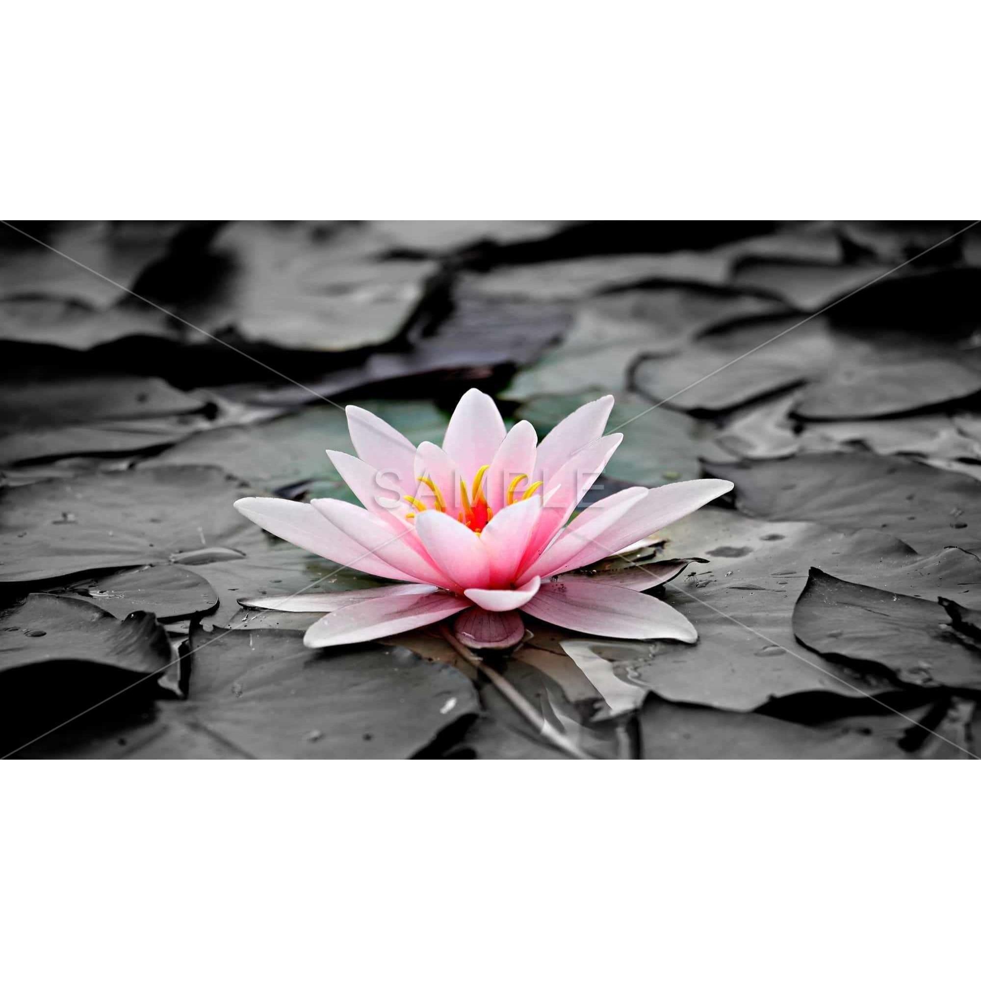 Water Lily - Framed Print on canvas by Begin Edition