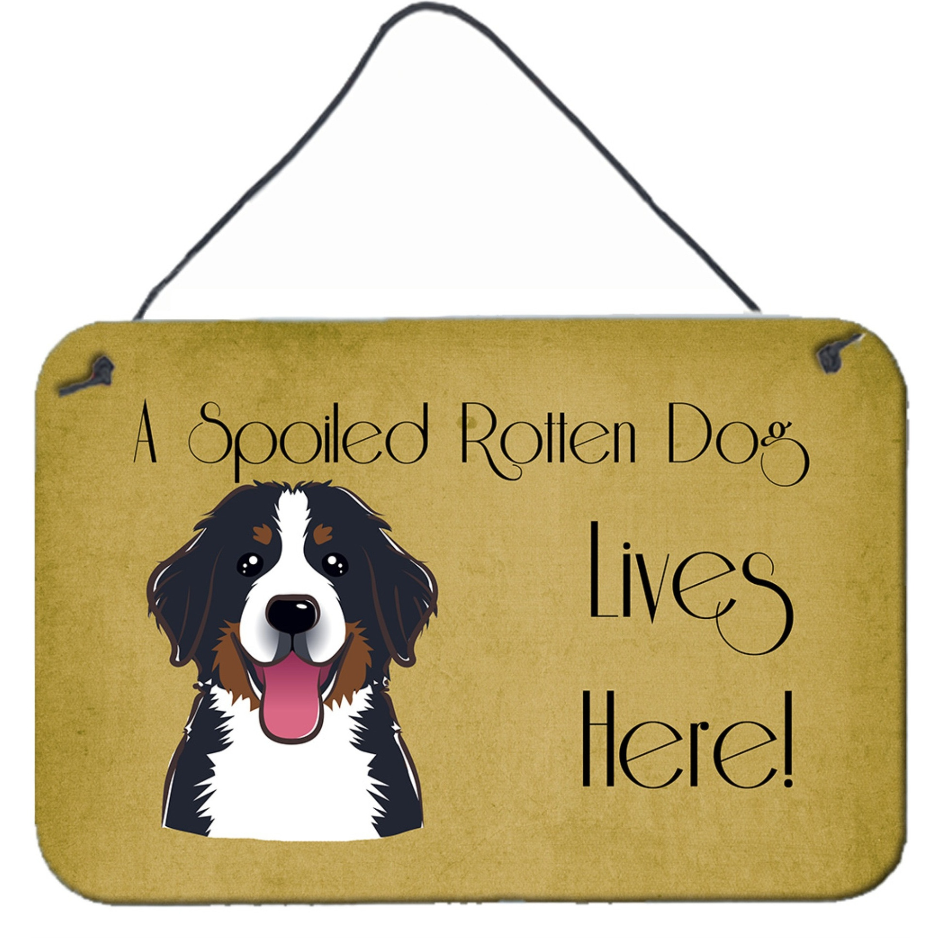 &quotCaroline's Treasures BB1485DS812 Bernese Mountain Dog Spoiled Dog Lives Here Wall or Door Hanging Prints, 8 x 12"", Multicolor"