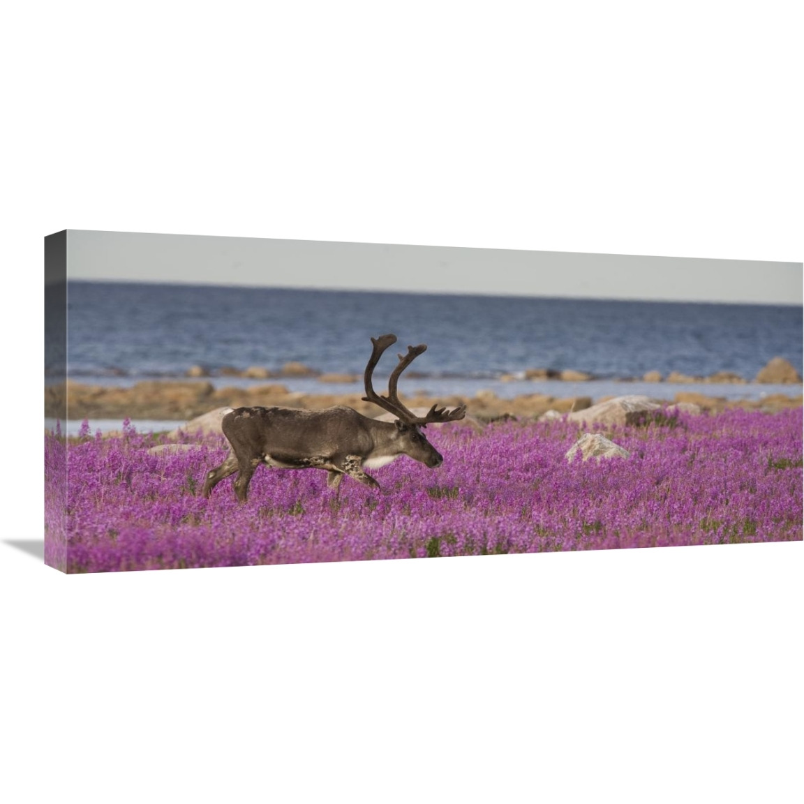 Caribou male in a field of fireweed, Hudson Bay, Canada-Canvas Art-30&quotx13.5"