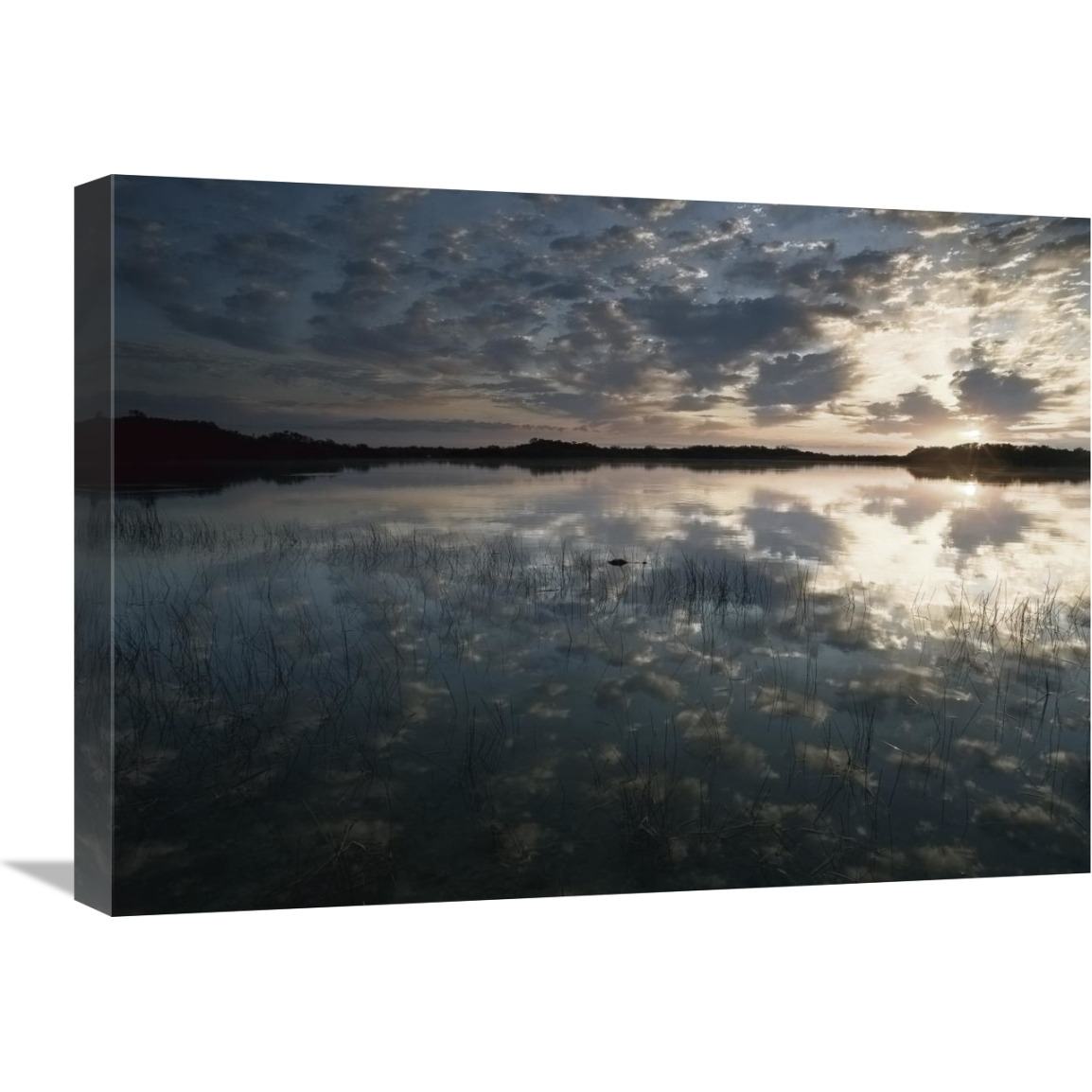 American Alligator in Nine-mile Pond, Everglades National Park, Florida-Canvas Art-24&quotx18"