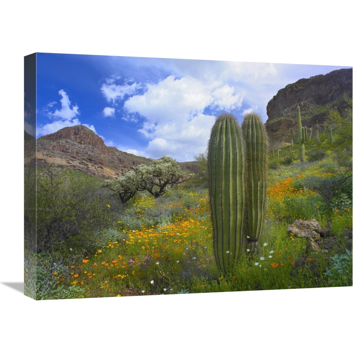 Saguaro amid flowering Lupine, Organ Pipe Cactus National Monument, Arizona-Canvas Art-24&quotx18"