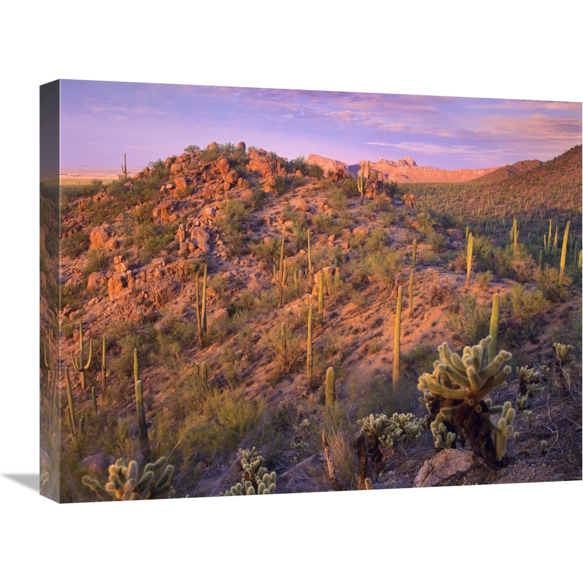 Panther and Safford Peaks covered with Saguaro and Teddybear Cholla, Saguaro National Park, Arizona-Canvas Art-24&quotx18"