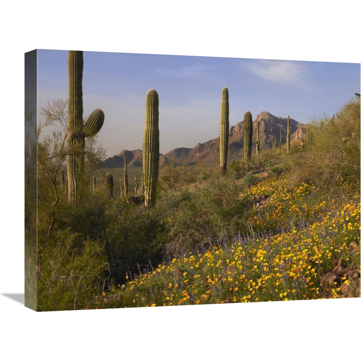 Saguaro cacti and California Poppy field at Picacho Peak State Park, Arizona-Canvas Art-24&quotx18"