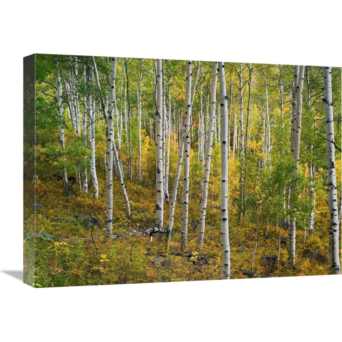 Aspen forest, Colorado-Canvas Art-24&quotx18"