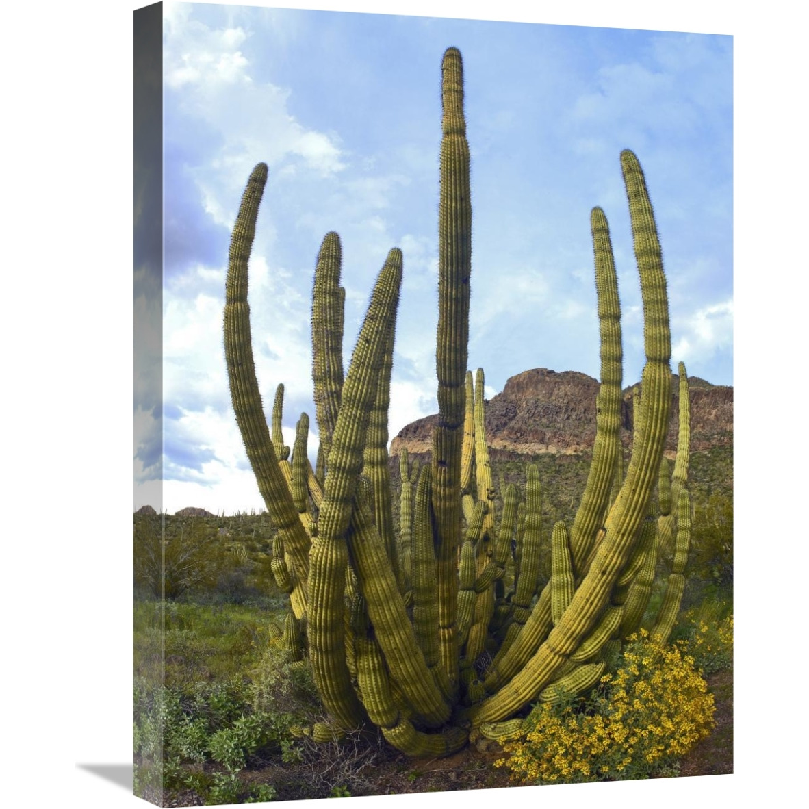 Organ Pipe Cactus Arizona-Canvas Art-18&quotx24"