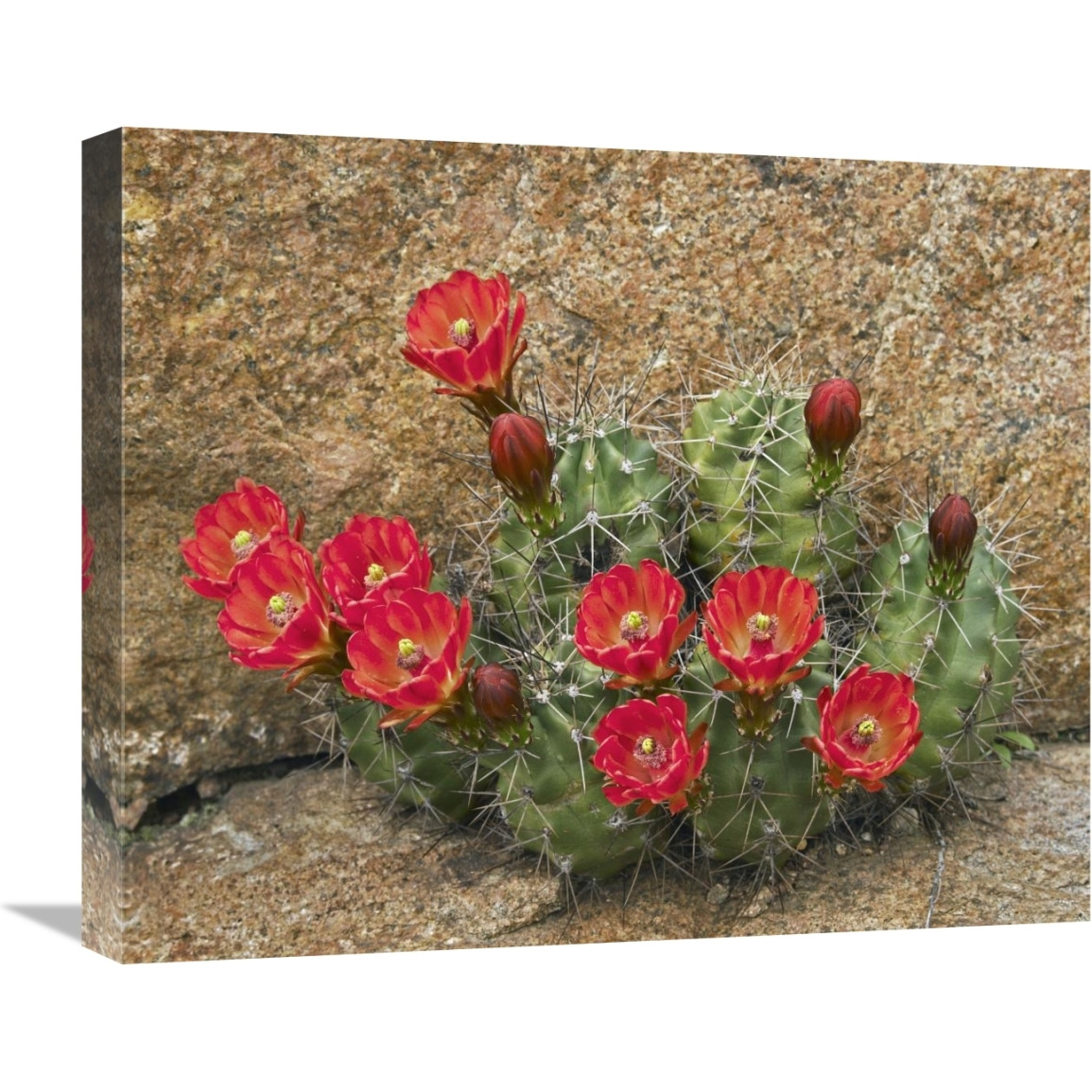 Claret Cup Cactus flowering, Utah-Canvas Art-22&quotx18.26"
