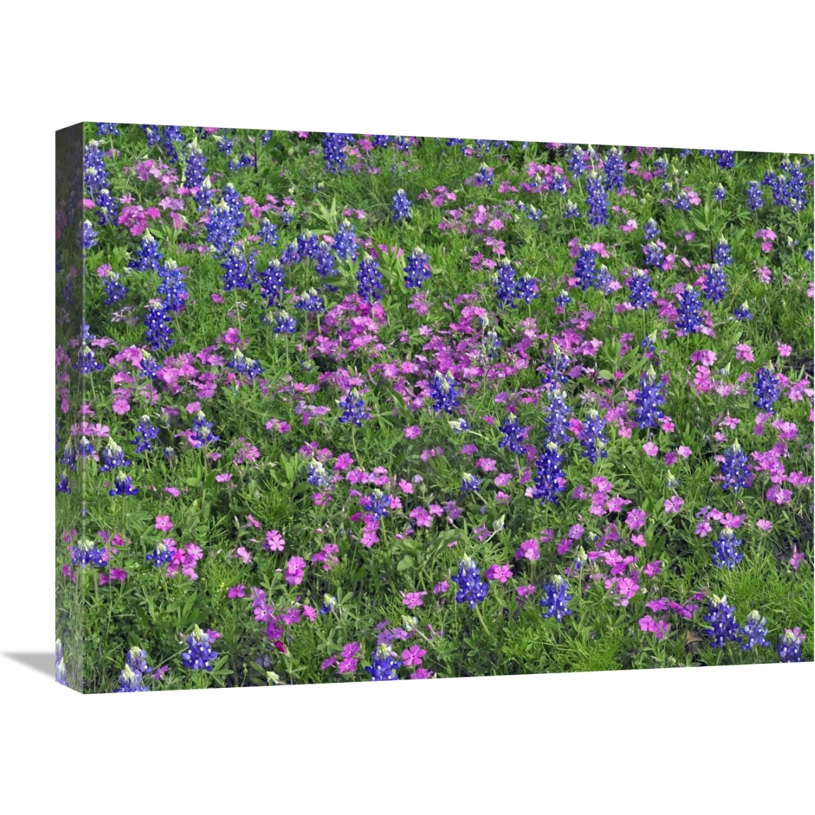 Sand Bluebonnet and Pointed Phlox-Canvas Art-24&quotx18"