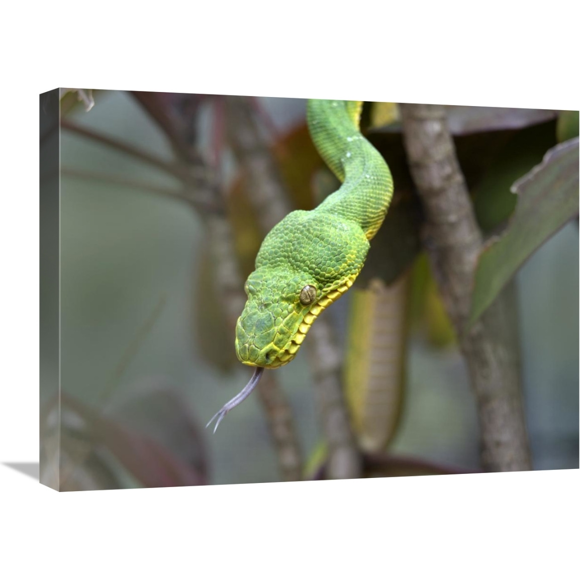 Emerald Tree Boa in tree, Costa Rica-Canvas Art-24&quotx18"
