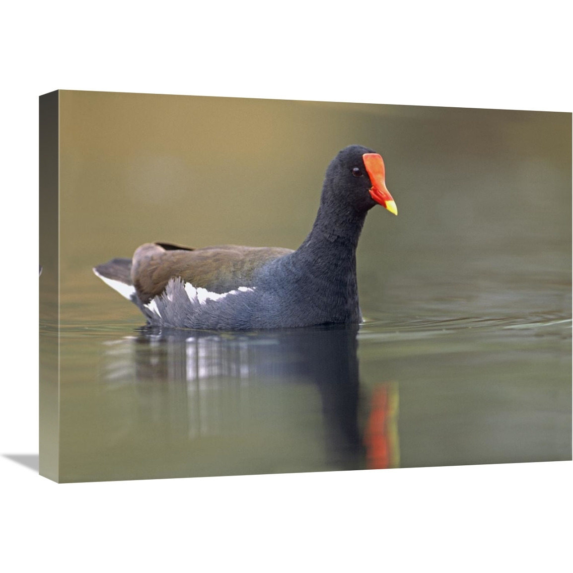 Common Moorhen swimming, North America-Canvas Art-24&quotx18"