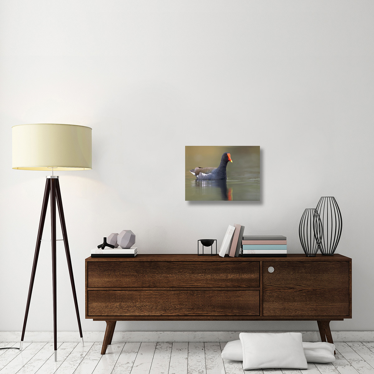 Common Moorhen swimming, North America-Canvas Art-24&quotx18"
