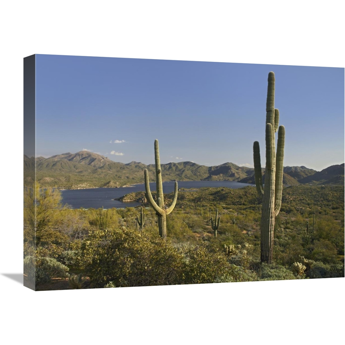 Saguaro cactus at Bartlett Lake, Arizona-Canvas Art-24&quotx18"