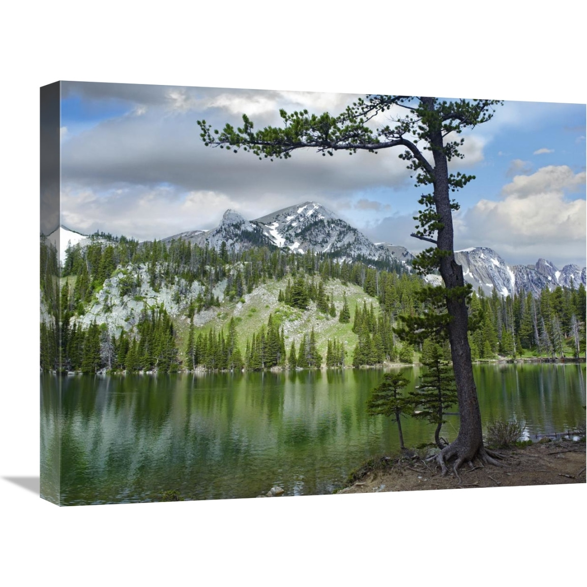 Pine trees reflected in Fairy Lake, Montana-Canvas Art-24&quotx18"