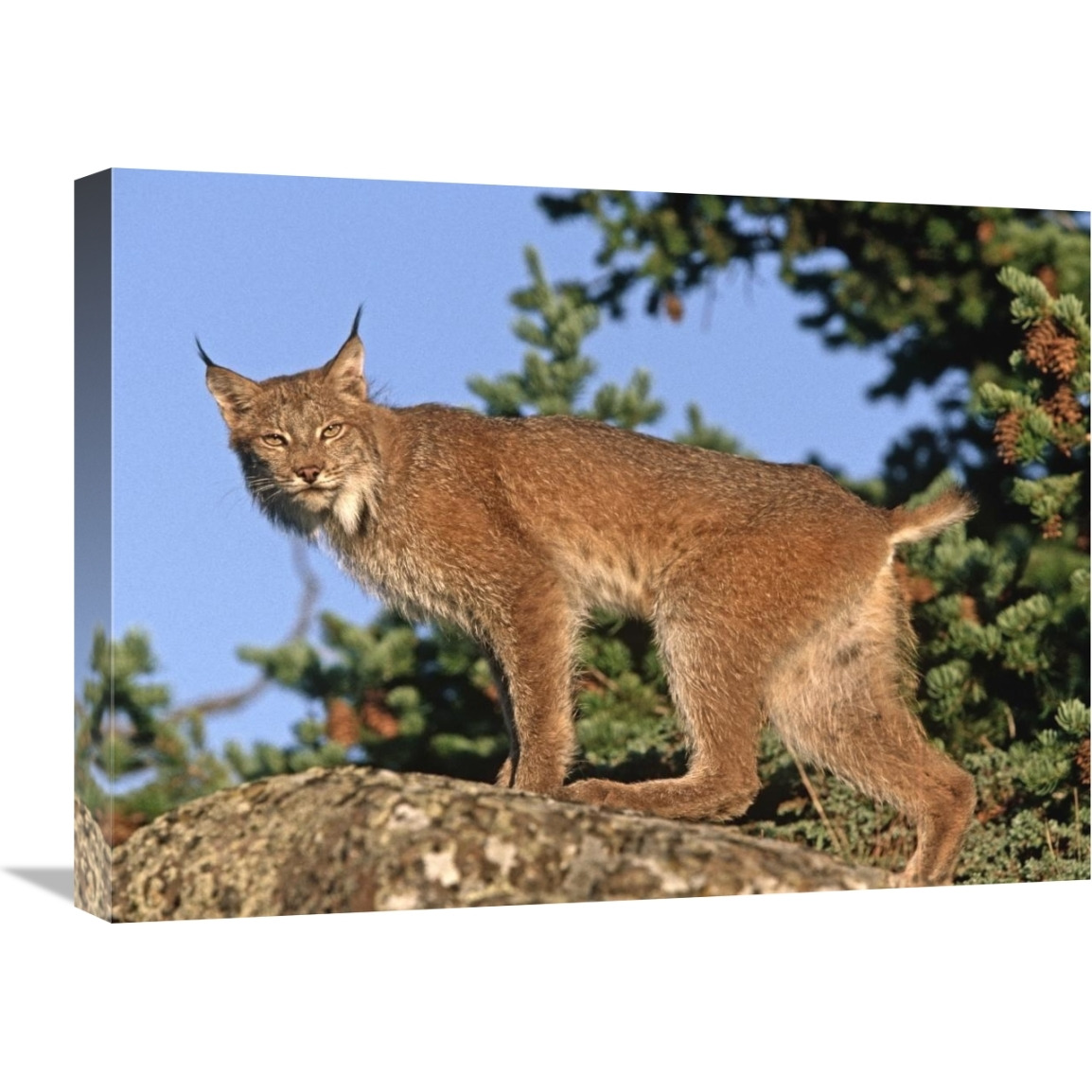 Canada Lynx climbing on rock, North America-Canvas Art-24&quotx18"