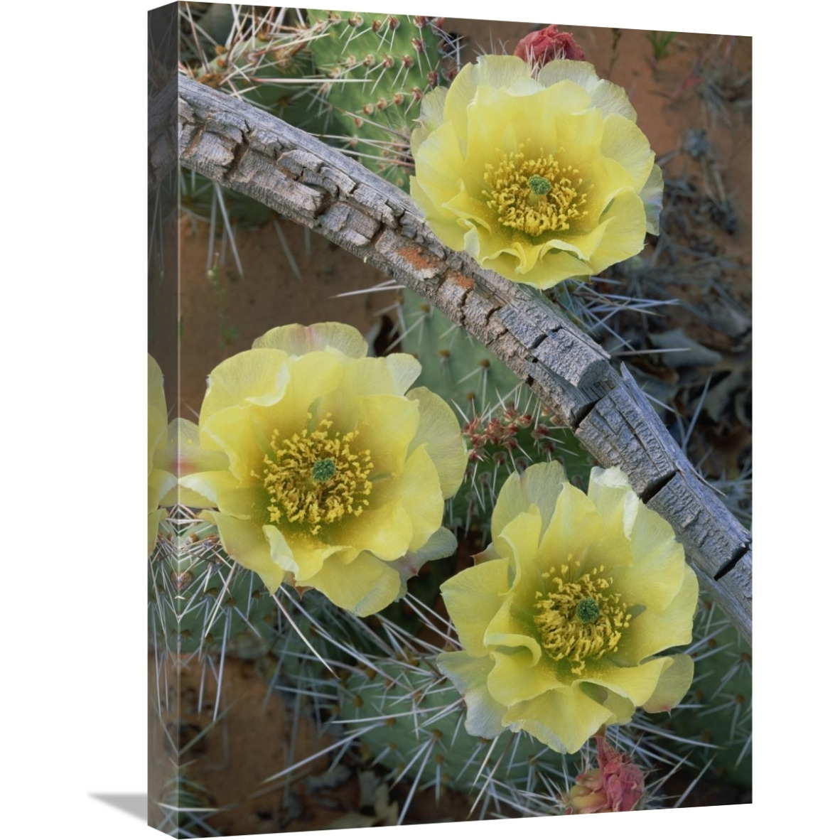 Plains Pricklypear Arches National Park, Utah-Canvas Art-18&quotx24"
