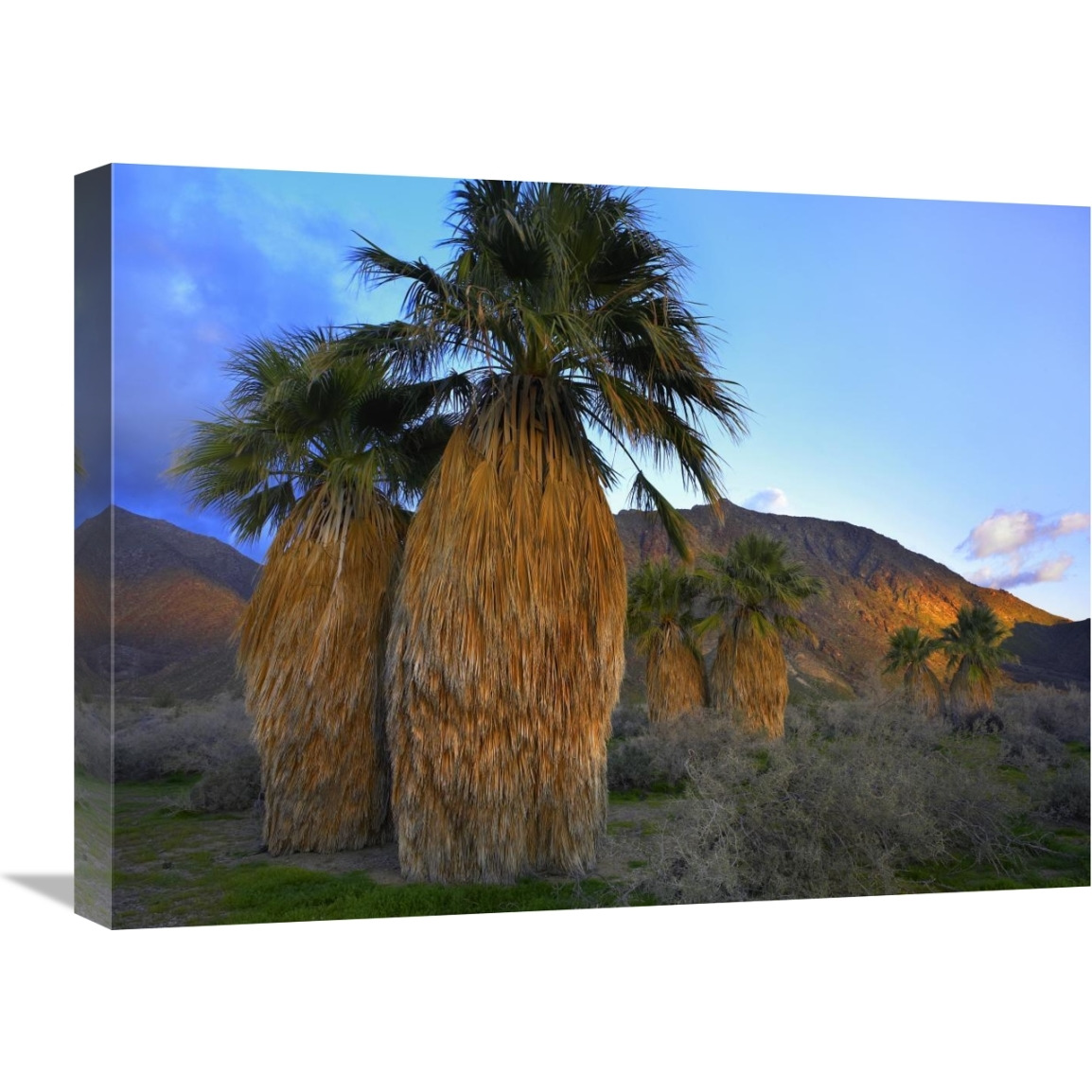 Real Fan Palm Anza-Borrego Desert, California-Canvas Art-24&quotx18"