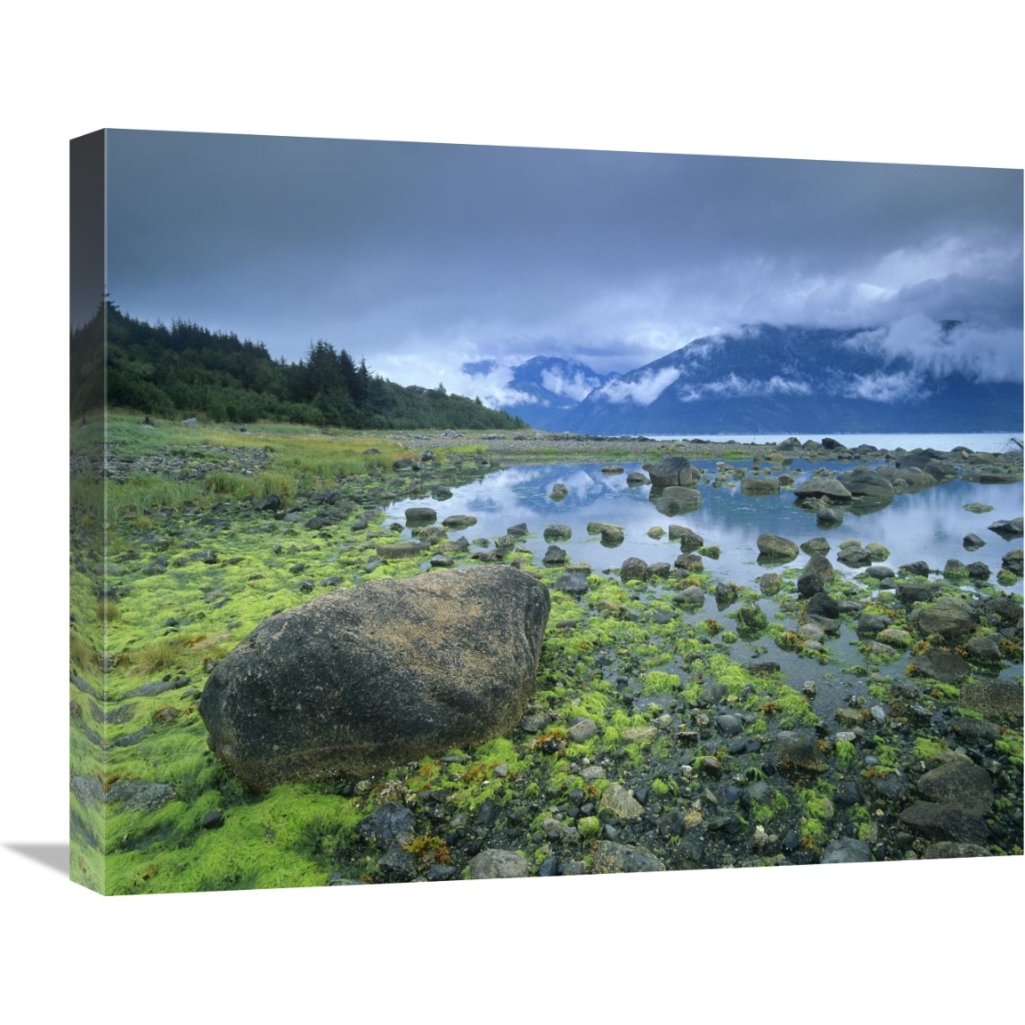 Low tide revealing algae covered rocks, Alaska-Canvas Art-24&quotx20"
