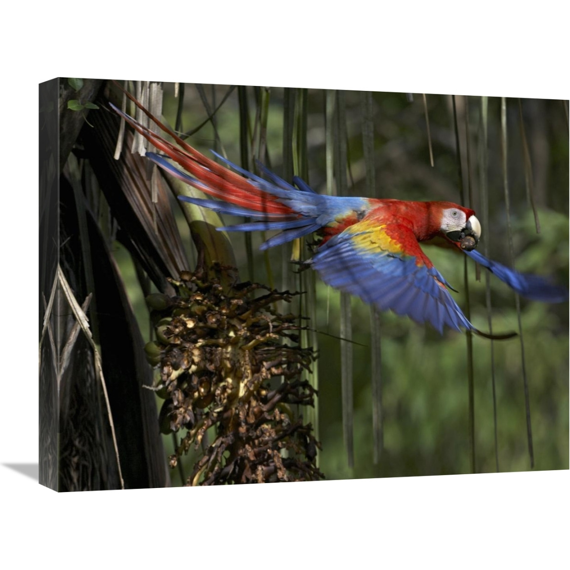 Scarlet Macaw flying with palm nut, Costa Rica-Canvas Art-24&quotx18"