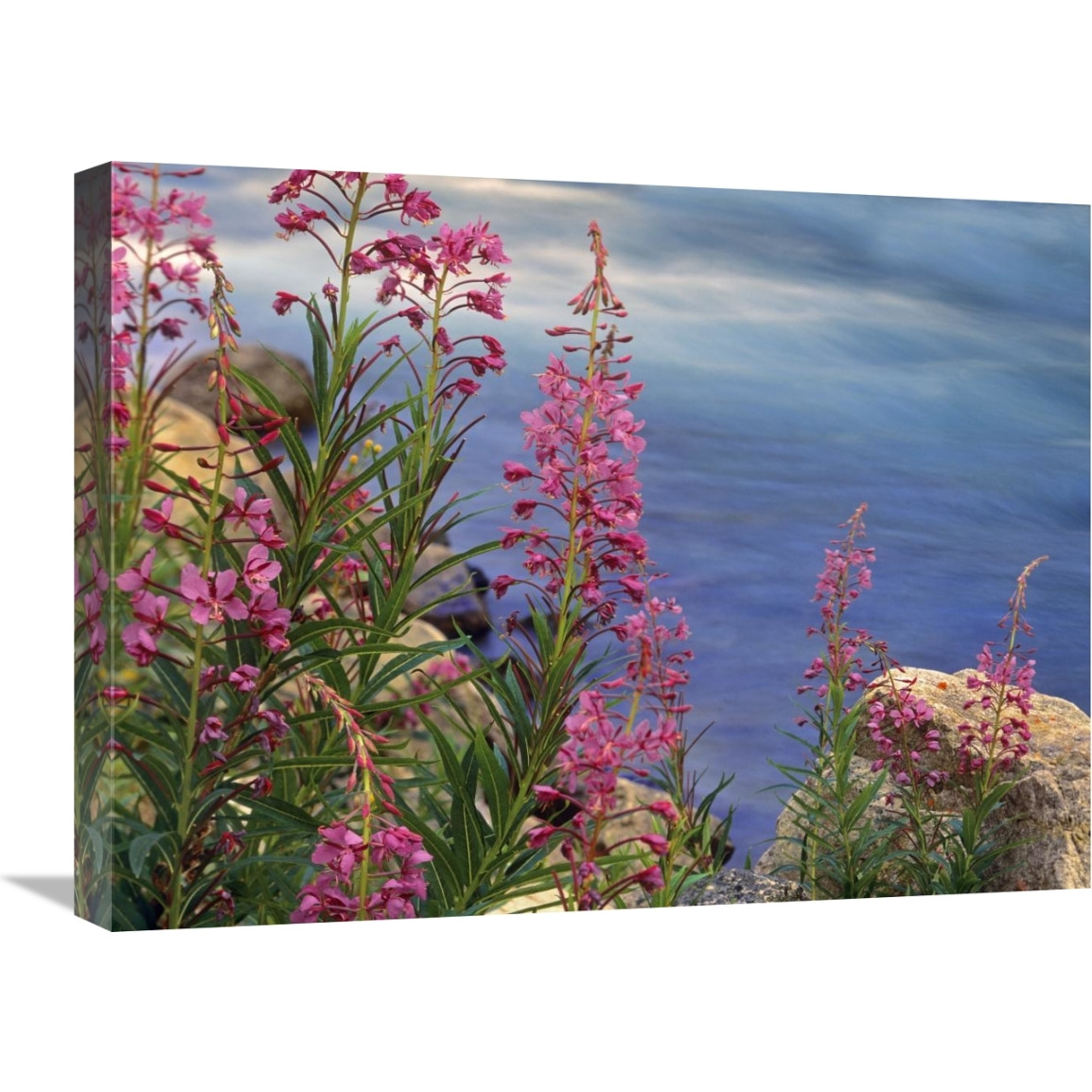 Fireweed against flowing stream, North America-Canvas Art-24&quotx18"
