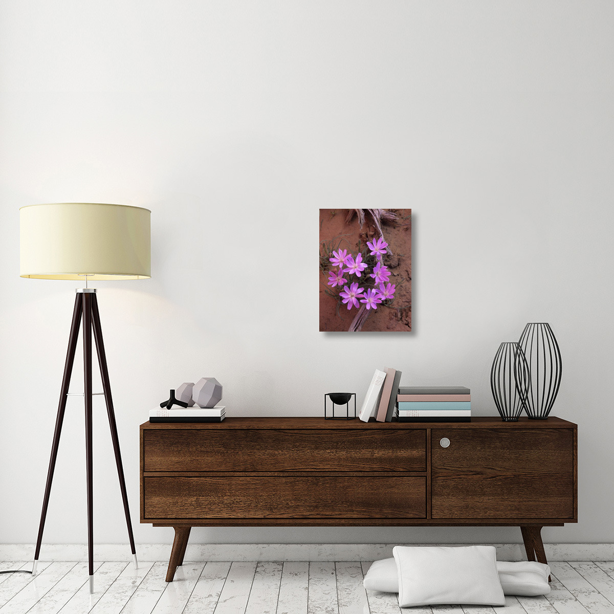 Desert Chicory close up of bloom, North America-Canvas Art-18&quotx24"