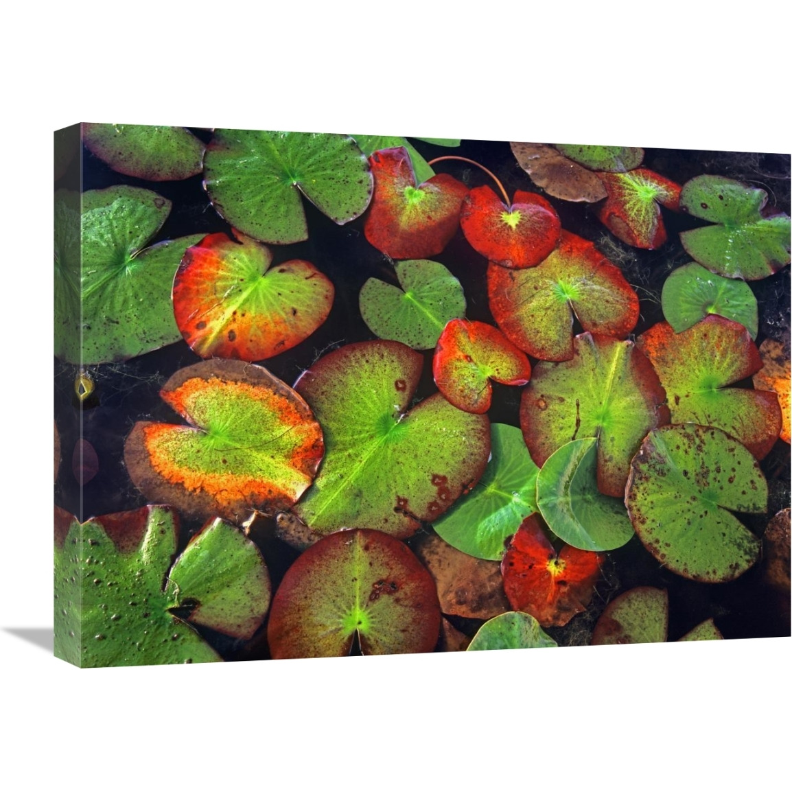 Yellow Pond Lily close up of pads, North America-Canvas Art-24&quotx18"