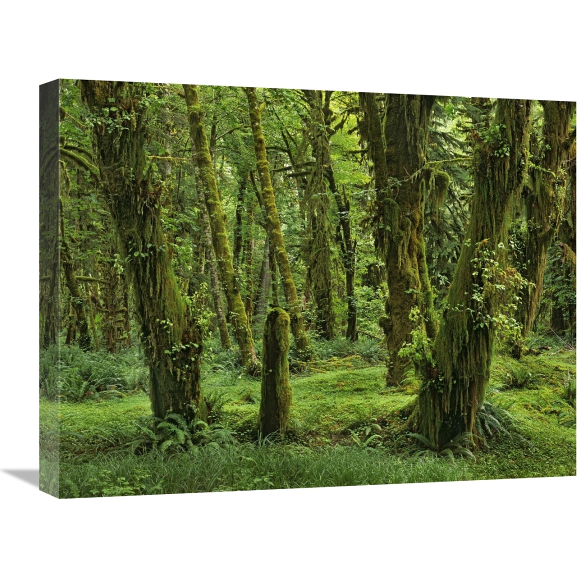 Hoh Rainforest, Olympic National Park, Washington-Canvas Art-24&quotx18"