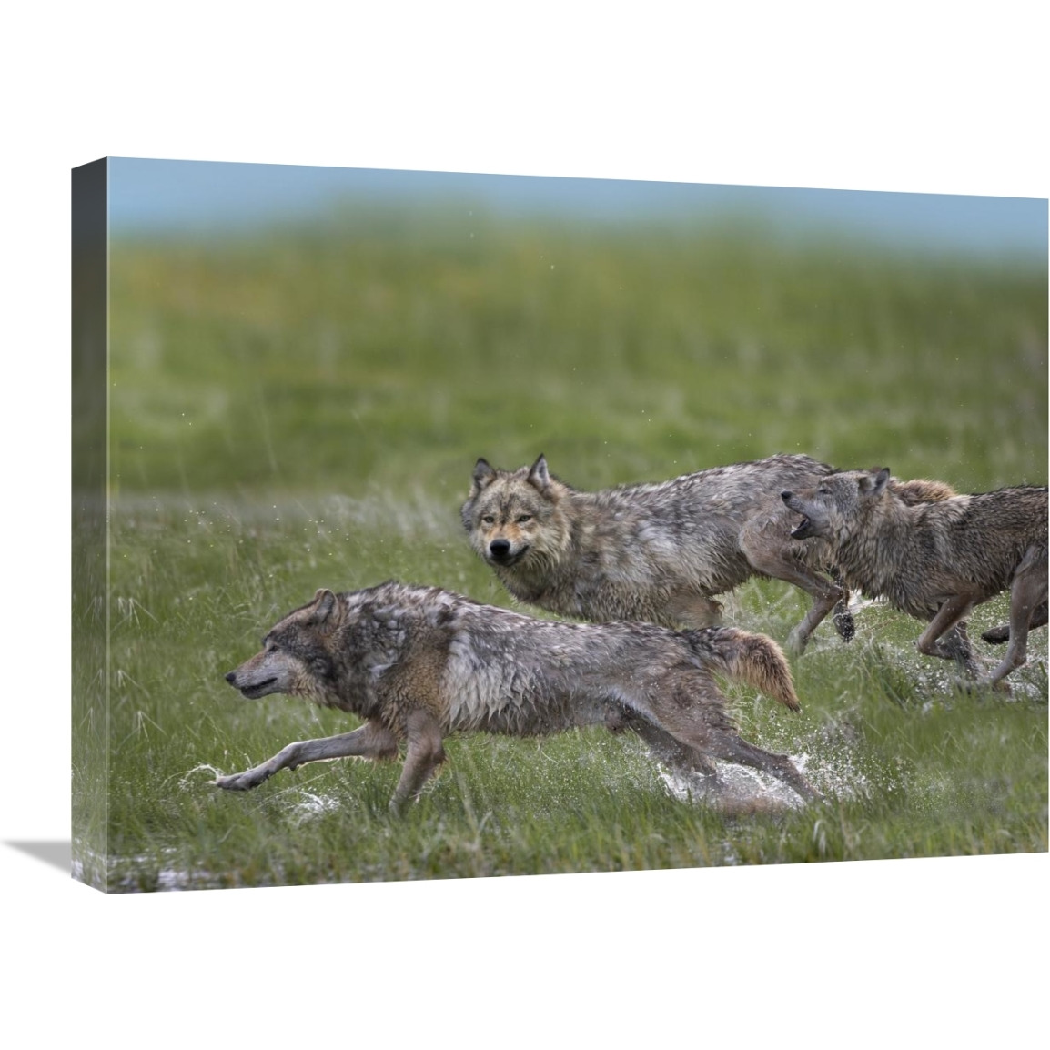 Gray Wolf trio running through water, North America-Canvas Art-24&quotx18"