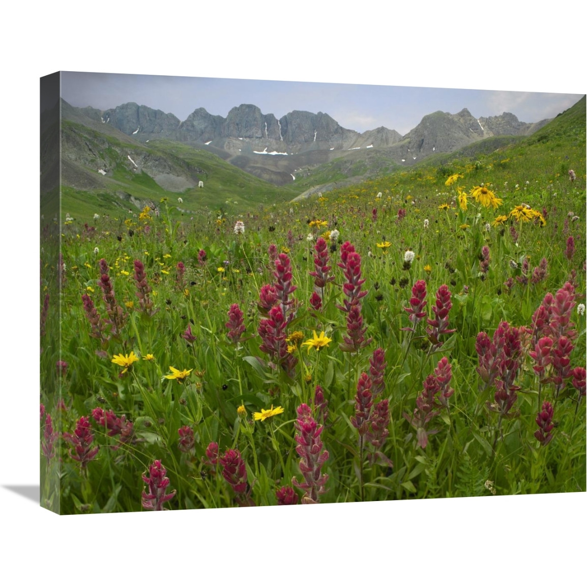 Indian Paintbrush meadow at American Basin, Colorado-Canvas Art-24&quotx20"