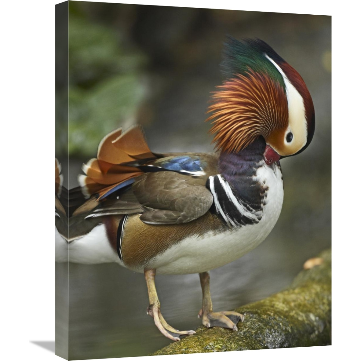 Mandarin Duck male preening, Jurong Bird Park, Singapore-Canvas Art-18&quotx24"