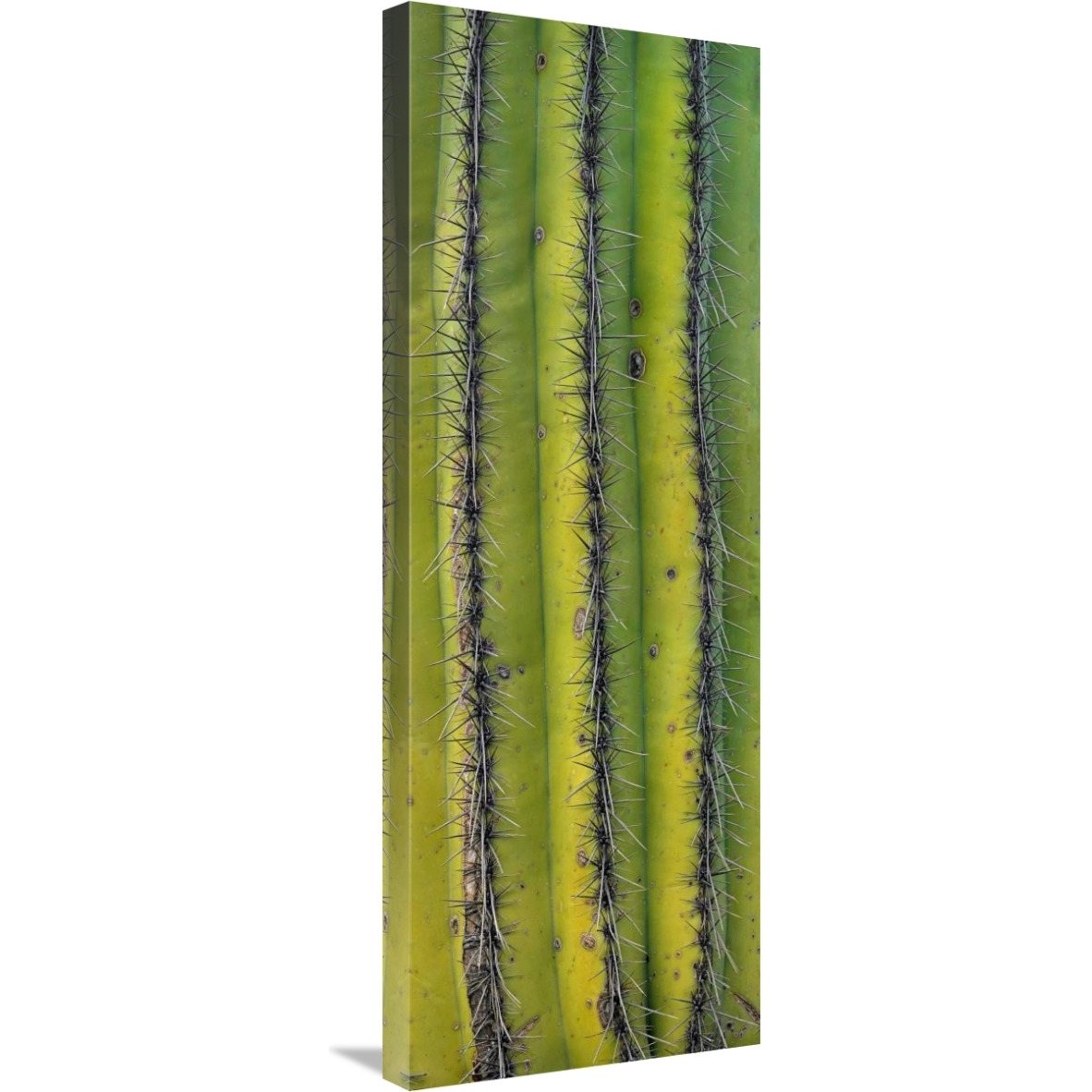 Saguaro cactus close up of trunk and spines, North America-Canvas Art-13.32&quotx36&quot