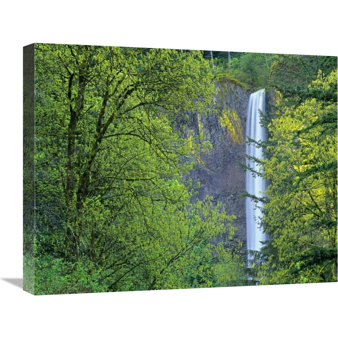 Latourell Falls, Columbia River Gorge near Portland, Oregon-Canvas Art-24&quotx20"