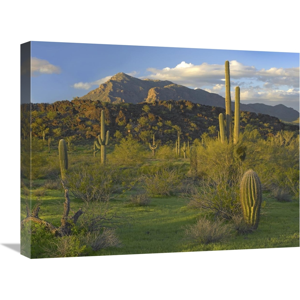 Saguaro Picacho Mountains, Picacho Peak State Park, Arizona-Canvas Art-24&quotx18"