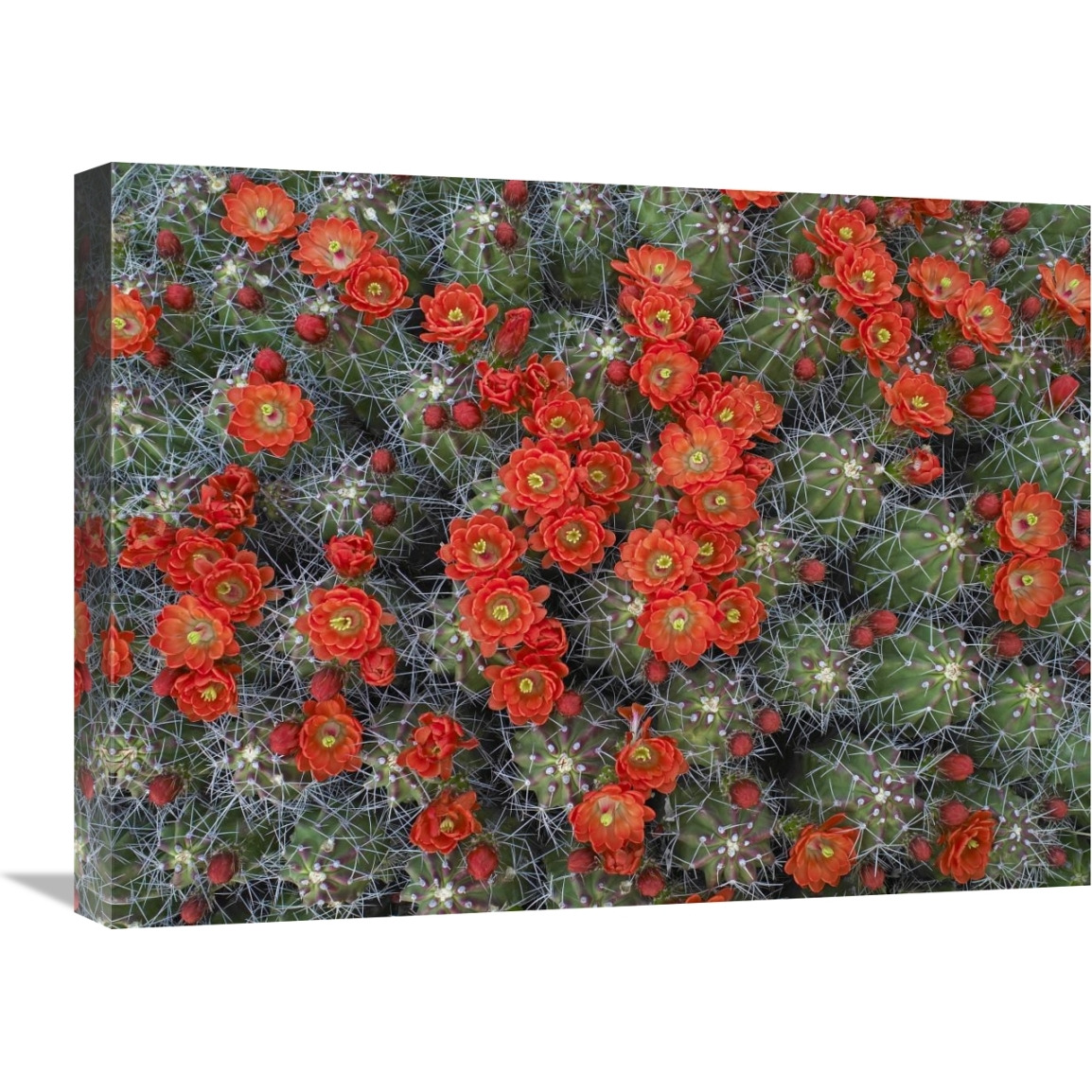 Claret Cup Cactus detail of flowers in bloom, North America-Canvas Art-24&quotx18"