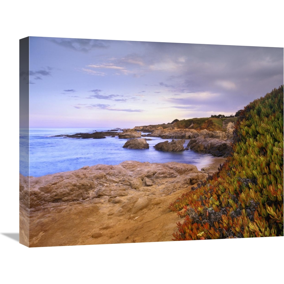 Ice Plant growing on cliffs at Bean Hollow Beach, California-Canvas Art-24&quotx20"