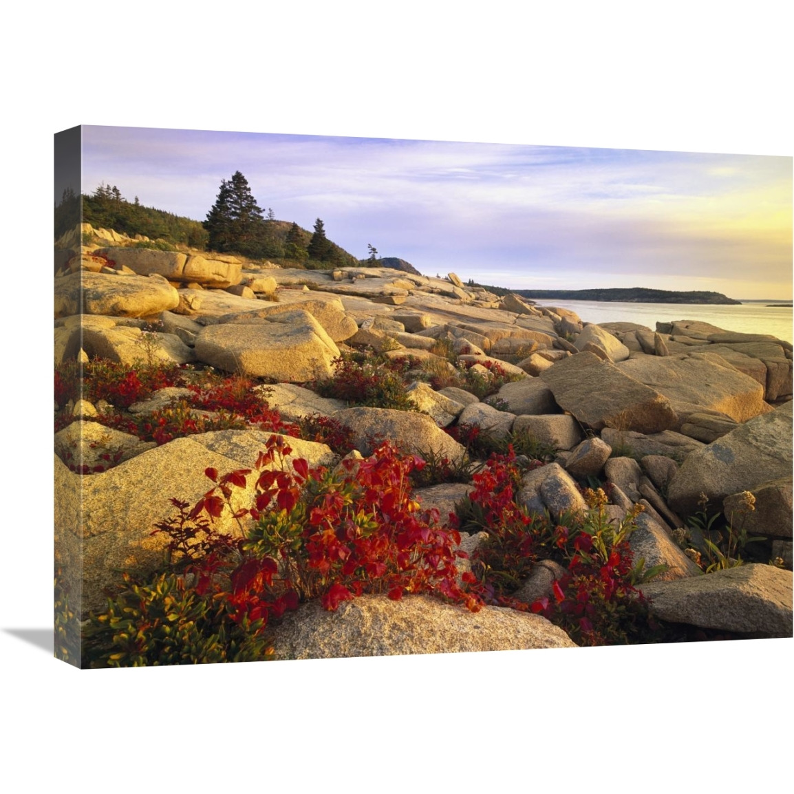 Atlantic coast near Thunder Hole, Acadia National Park, Maine-Canvas Art-24&quotx18"