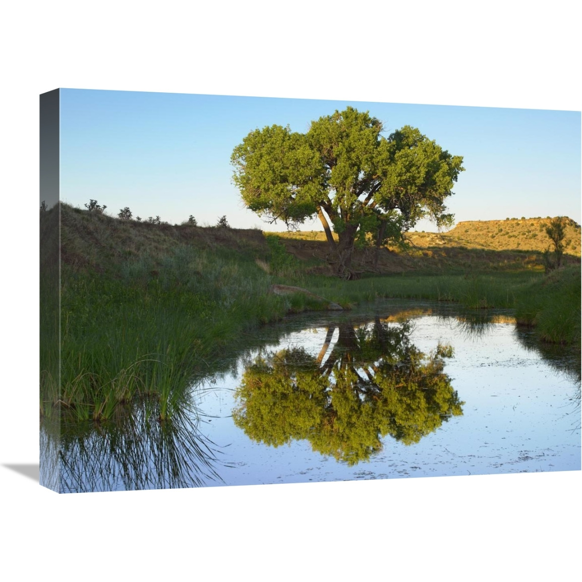 Tree reflecting in creek near Black Mesa State Park, Oklahoma-Canvas Art-24&quotx18"