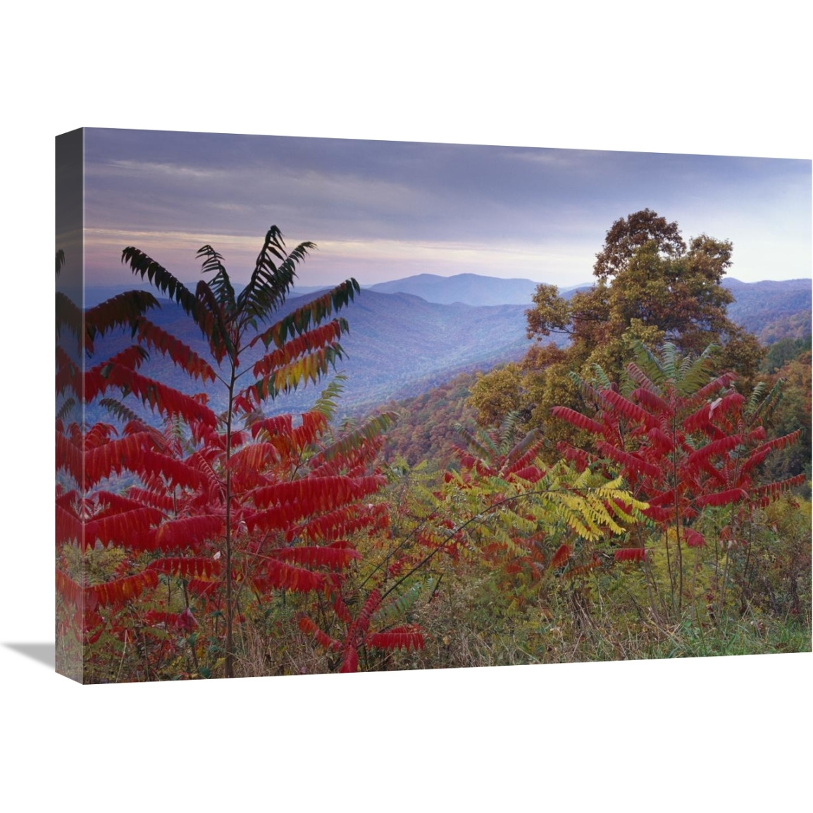 Staghorn Sumac in autumn, Blue Ridge Mountain Range, Virginia-Canvas Art-24&quotx18"