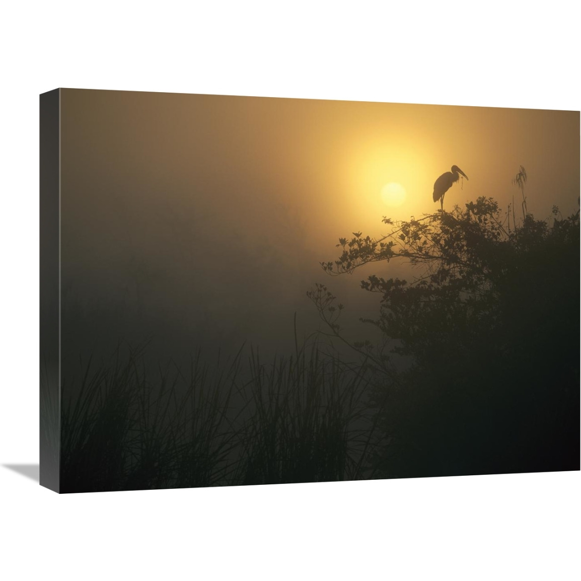 Wood Stork perched in tree, Everglades National Park, Florida-Canvas Art-24&quotx18"