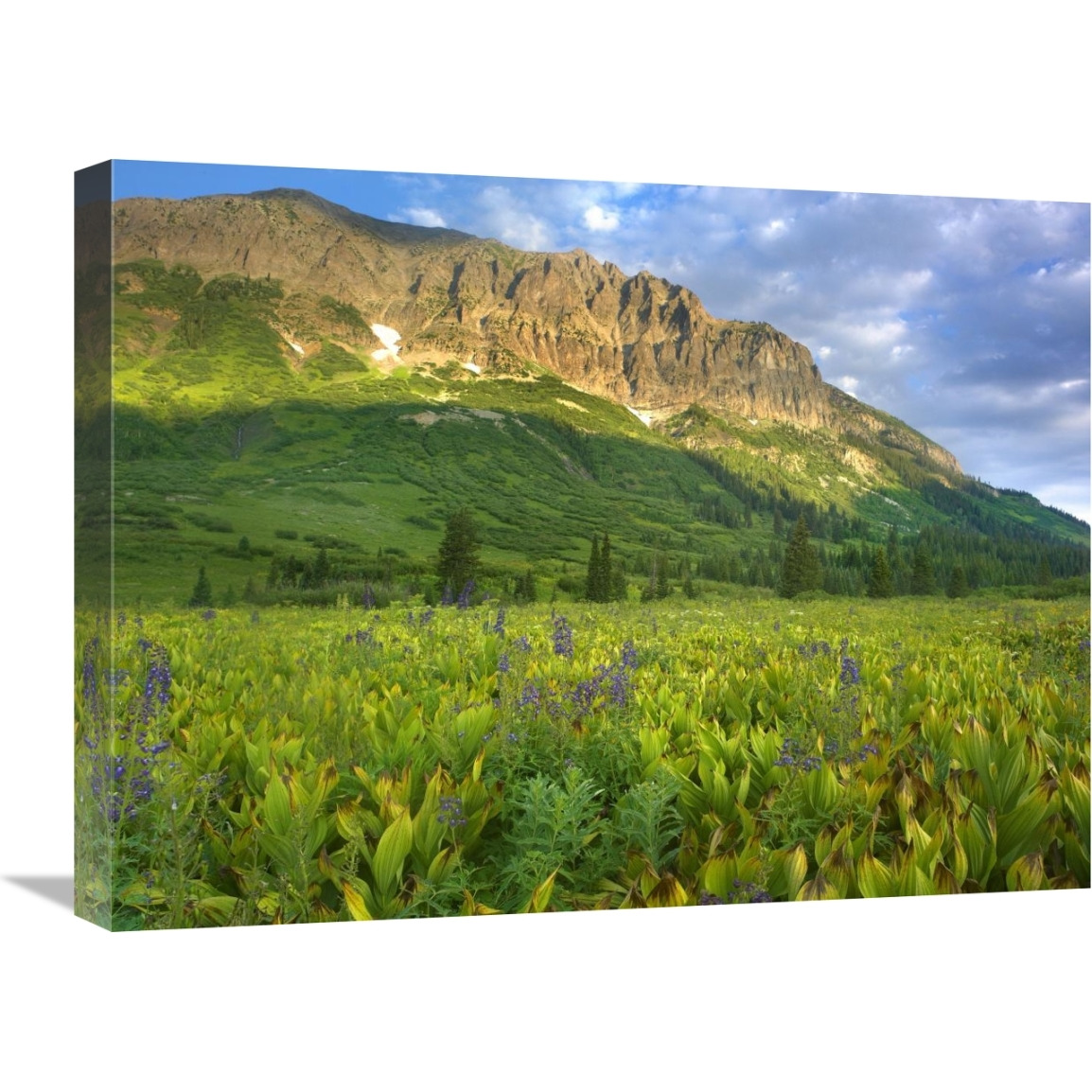 Gothic Mountain overlooking meadow near Crested Butte, Colorado-Canvas Art-24&quotx18"
