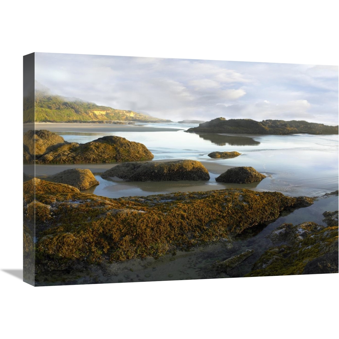 Seaweed covered rocks exposed at low tide, Neptune Beach, Oregon-Canvas Art-24&quotx18"
