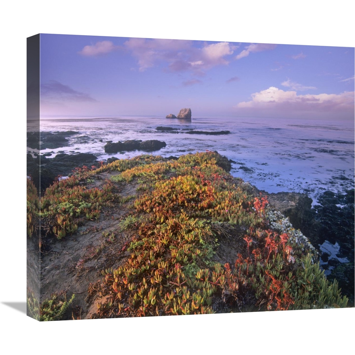 Iceplant covering coastal rocks, Point Piedras Blancas, California-Canvas Art-22&quotx19.36"
