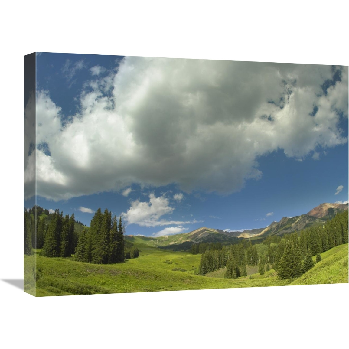Stand of conifers in the Elk Mountains near Crested Butte, Colorado-Canvas Art-24&quotx18"